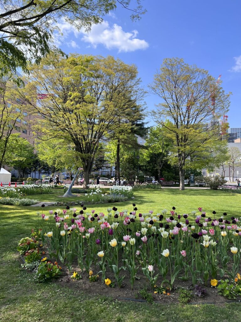 大通公園チューリップ