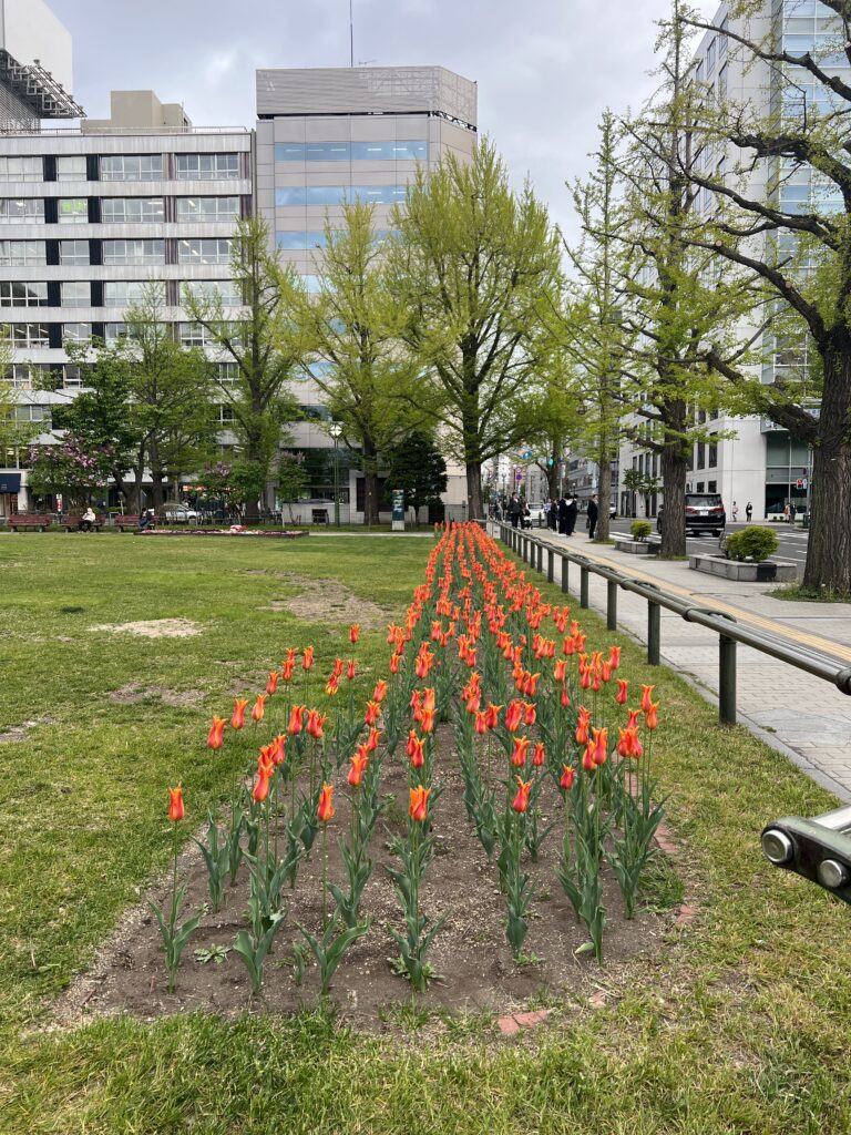 大通公園チューリップ